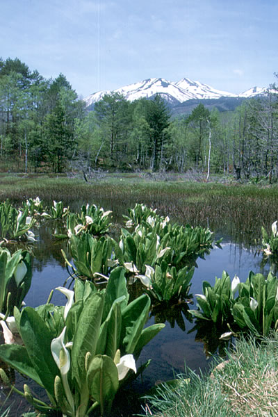 ��Ɗx�Ɛ��΂��傤(�����A4�����{�`5����{)